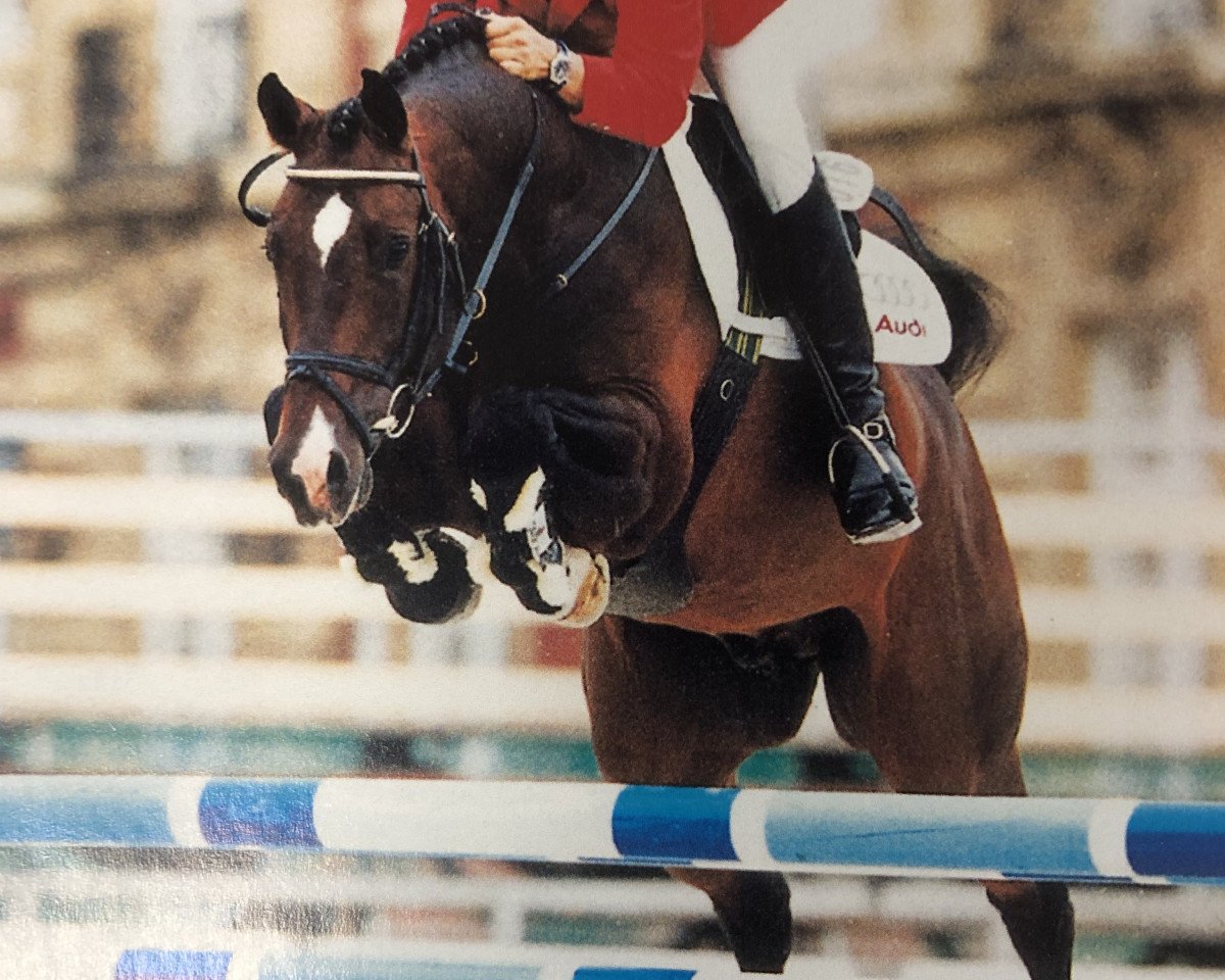 Deckhengst Alvarez (KWPN (Niederländisches Warmblut), 1994, von Alexis Z)