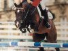stallion Alvarez (KWPN (Royal Dutch Sporthorse), 1994, from Alexis Z)