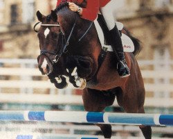 stallion Alvarez (KWPN (Royal Dutch Sporthorse), 1994, from Alexis Z)