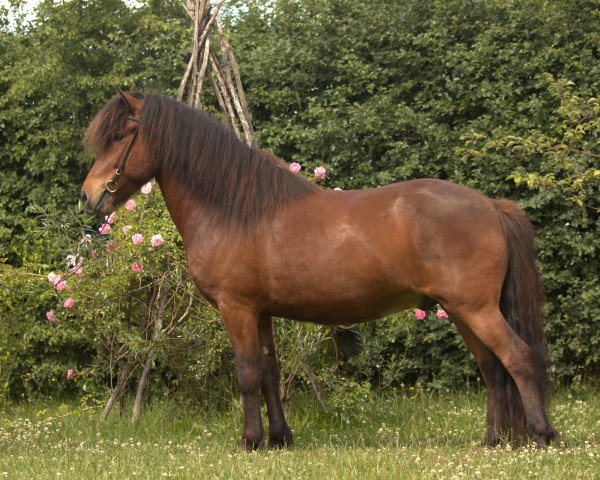 horse Fidlari (Iceland Horse, 2018, from Djarfur vom Laekurhof)