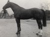 stallion Löwen As (Hanoverian, 1966, from Lugano II)