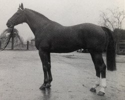 Deckhengst Löwen As (Hannoveraner, 1966, von Lugano II)