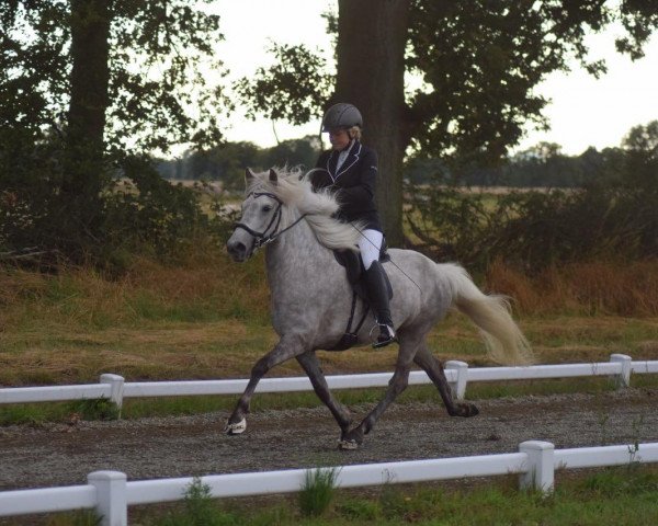 broodmare Flo (Iceland Horse, 2016, from Svanur von Faxaból)