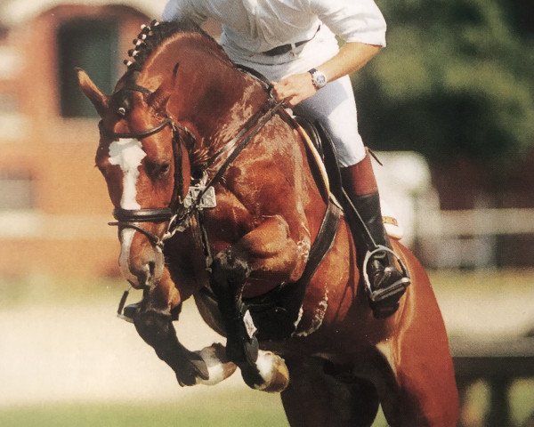 stallion Alboretto (Holsteiner, 1998, from Acord II)