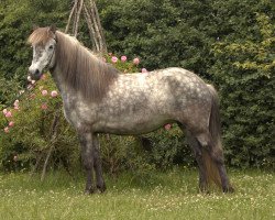 Zuchtstute Hrund (Islandpferd, 2016, von Svanur von Faxaból)