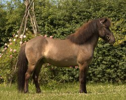 Pferd Alvar (Islandpferd, 2018, von Djarfur vom Laekurhof)