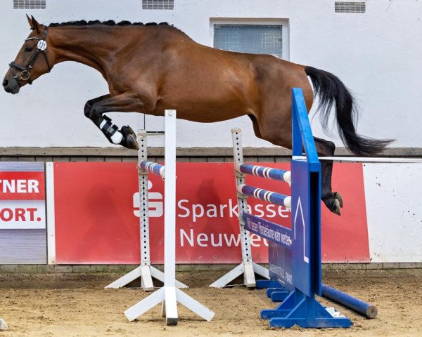 broodmare Lola 351 (Lithuanians Warmblood, 2019, from Ostas Valnis)