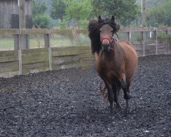 horse Nadra (Islandpferd, 2018, from Djarfur vom Laekurhof)