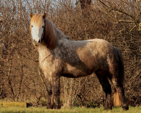 broodmare Faxadis (Iceland Horse, 2016, from Svanur von Faxaból)