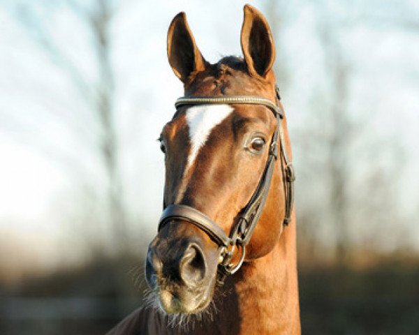 stallion Don Bolero 3 (Hanoverian, 1994, from Donnerhall)