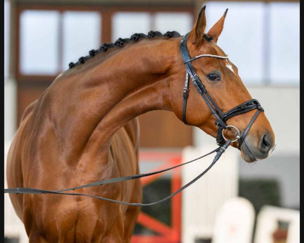Dressurpferd Fiji (Hannoveraner, 2018, von Franklin)