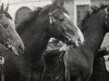 stallion Markant 4021 (Hanoverian, 1957, from Marcio xx)