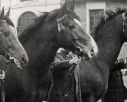 stallion Markant 4021 (Hanoverian, 1957, from Marcio xx)