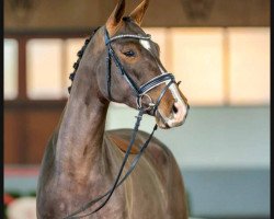 dressage horse Escolina F 2 (Rhinelander, 2019, from Escolar)