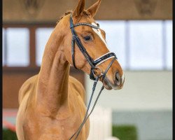 dressage horse Hengst von Vitalis / De Niro (Oldenburg, 2019, from Vitalis)