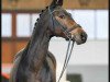 dressage horse Formentera T (Westphalian, 2017, from Foundation 2)