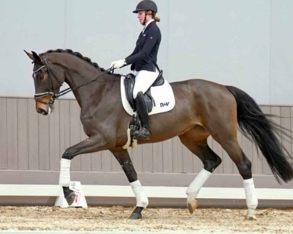 dressage horse Sefora (Westphalian, 2019, from Scolari)