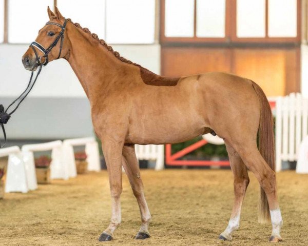 dressage horse Be My Now (Westphalian, 2019, from Baron)