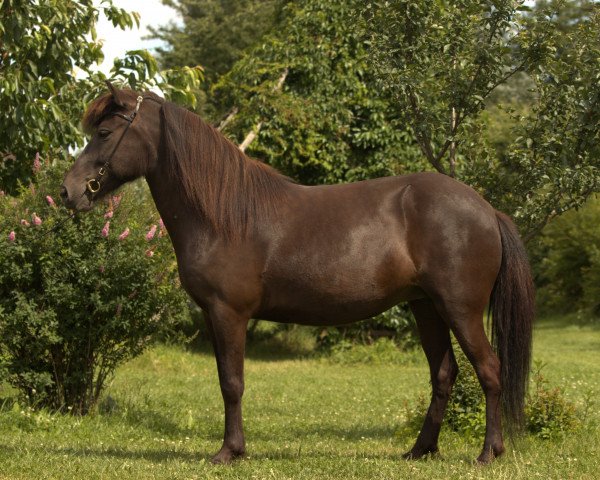 broodmare Lyfting vom Laekurhof (Iceland Horse, 2016)