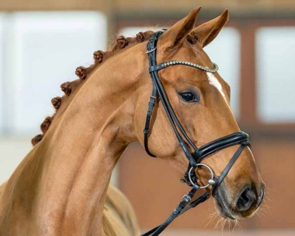 Springpferd Barrakuda (Rheinländer, 2018, von Baron)