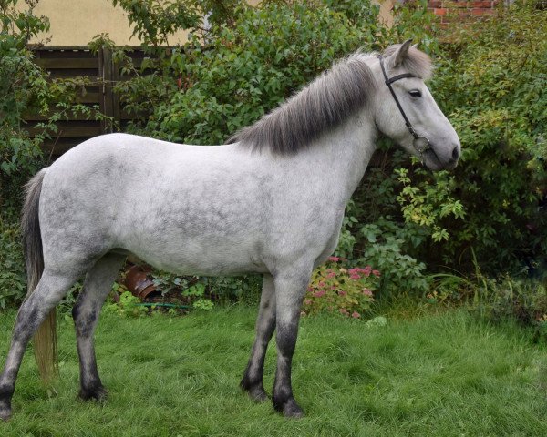 broodmare Kedja vom Laekurhof (Iceland Horse, 2016)