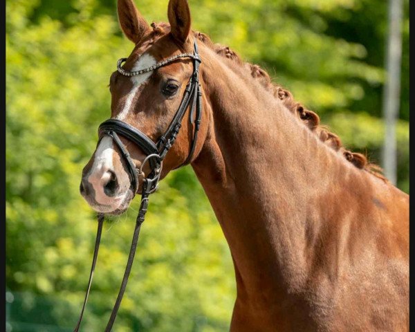 dressage horse Bumblebee (Westphalian, 2016, from Callaho's Benicio)