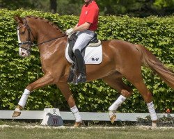 dressage horse Laurent (Westphalian, 2017, from Libertad FRH)