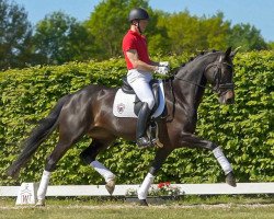 Zuchtstute Ruby Mae (Westfale, 2014, von Rock Forever II)