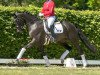 dressage horse Glanz und Gloria 4 (Hanoverian, 2016, from Gandhi)