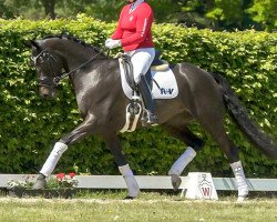 dressage horse Glanz und Gloria 4 (Hanoverian, 2016, from Gandhi)