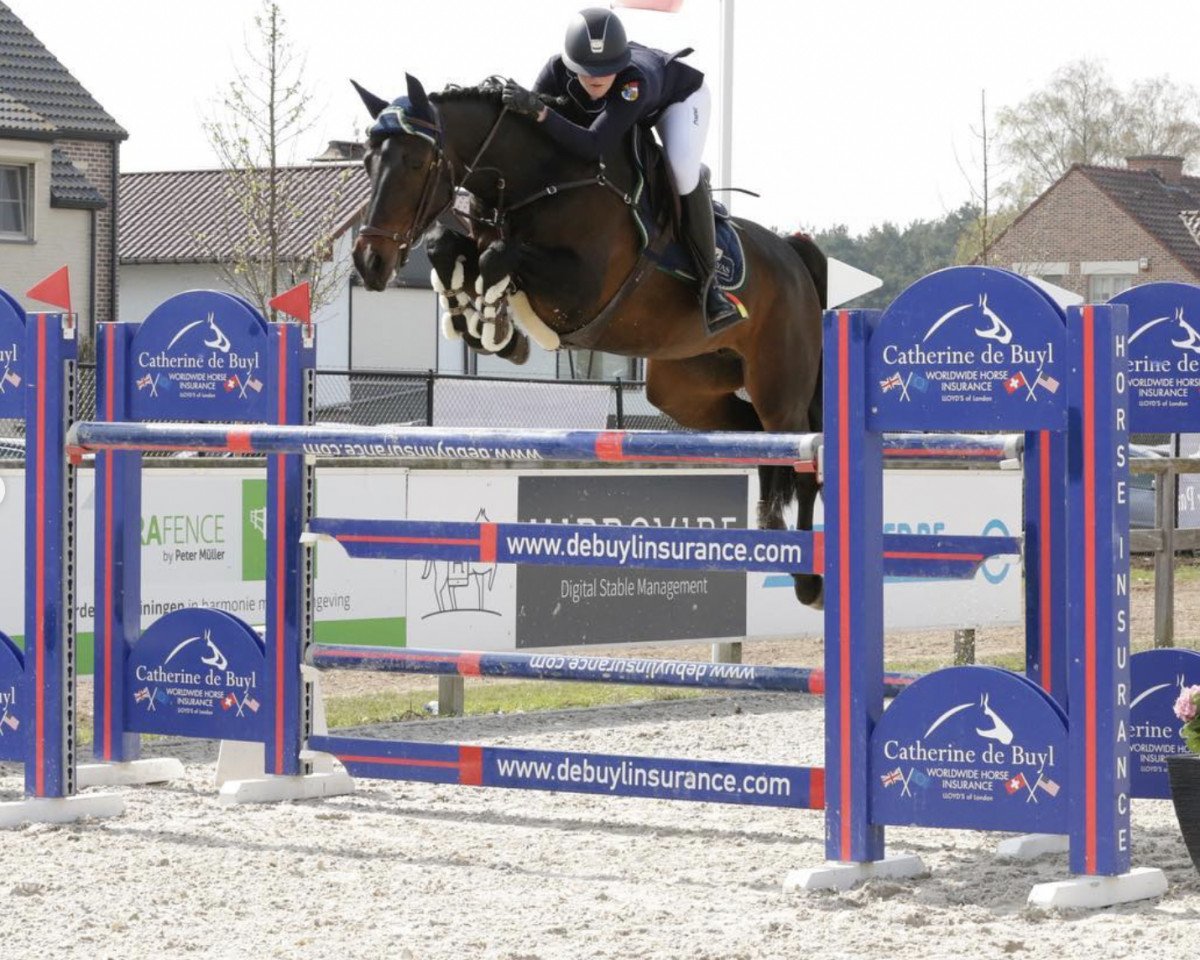 broodmare Briana Bs (Holsteiner, 2009, from Broere Atlantic)