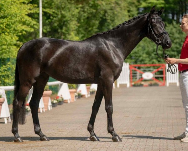 dressage horse Destiny (Westphalian, 2016, from Danciano)