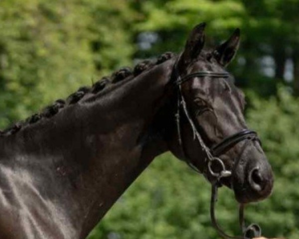 dressage horse Destiny (Westphalian, 2016, from Danciano)