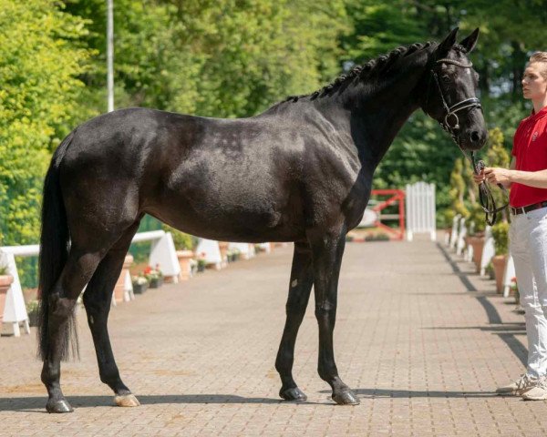 dressage horse Aricia 3 (Westphalian, 2016, from Arango)