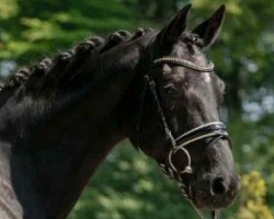 dressage horse Aricia 3 (Westphalian, 2016, from Arango)