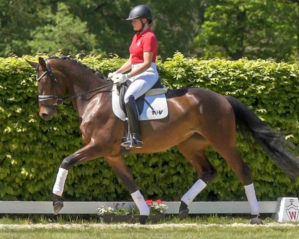 dressage horse Macarena (Westphalian, 2016, from E.H. Millennium)