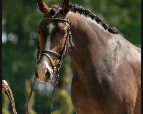 Dressurpferd Don Zack (Westfale, 2016, von Don Olymbrio)