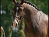 dressage horse Don Zack (Westphalian, 2016, from Don Olymbrio)