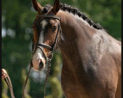 dressage horse Don Zack (Westphalian, 2016, from Don Olymbrio)