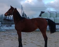 horse Carlotta JK (Westfale, 2022, from Capistrano)