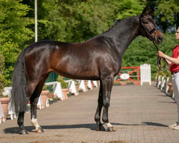 dressage horse Evita (Westphalian, 2016, from Ehrenstolz)