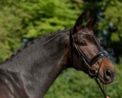 dressage horse Evita (Westphalian, 2016, from Ehrenstolz)