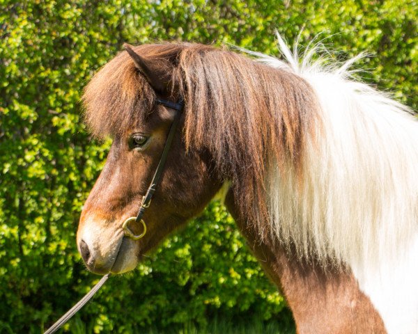 Pferd Snillingur (Islandpferd, 2017)