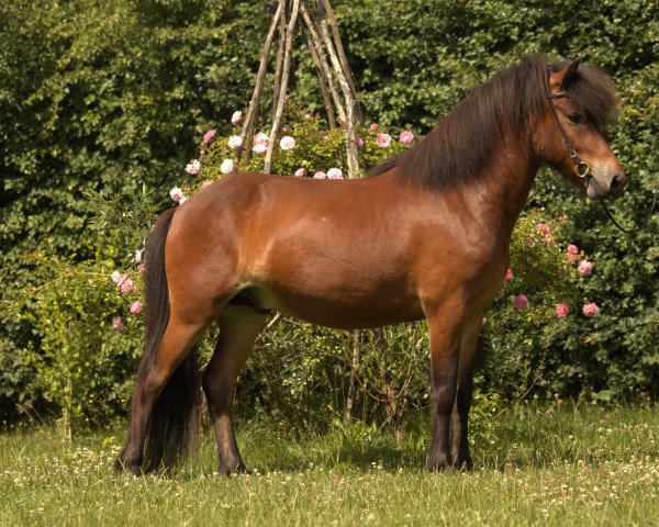 Pferd Kaspar (Islandpferd, 2018)
