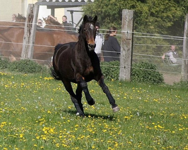 horse Catania (Westphalian, 1989, from Cartusch)