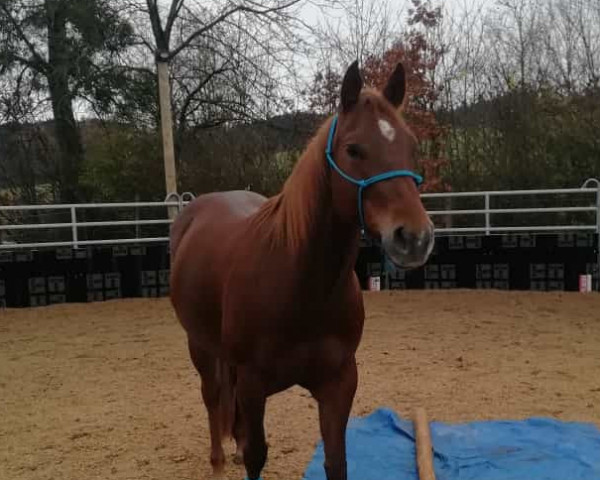 Pferd Lil King Barr 234 (Quarter Horse, 2014, von Sporty King Barr 234)