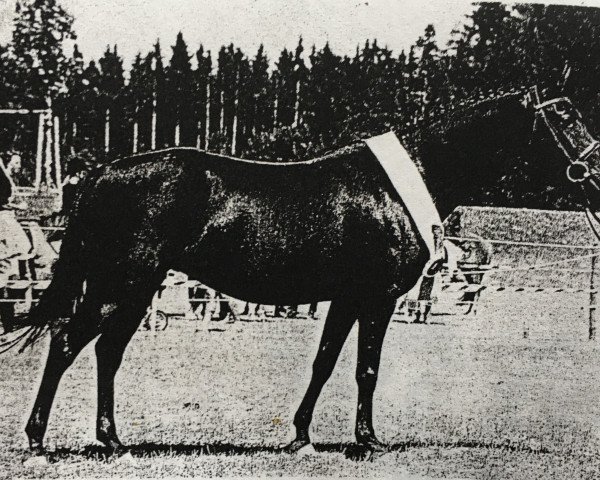 broodmare Kelts Dutchess (German Riding Pony, 1994, from De Merel´s Demis)