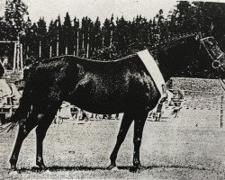 Zuchtstute Kelts Dutchess (Deutsches Reitpony, 1994, von De Merel´s Demis)