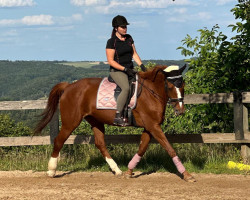 broodmare Wake Up (Hanoverian, 1999, from Wikinger M)