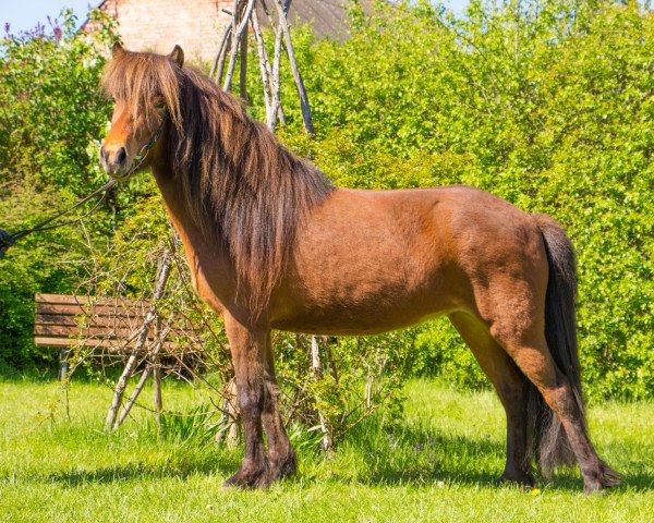 broodmare Dimmalimm (Iceland Horse, 2018)